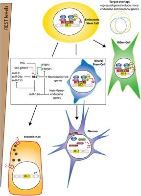 The Importance of REST for Development and Function of Beta Cells